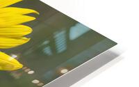  CEE578 SUNFLOWER pg HD Metal print
