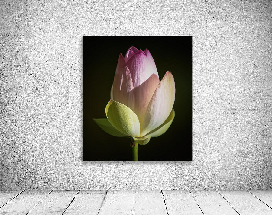 Water Lilies Wall Preview