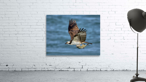 Osprey & Pompano Wall Preview