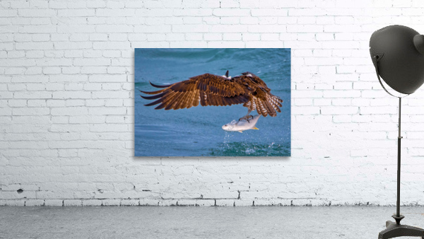 OSPREY AND POMPANO Wall Preview