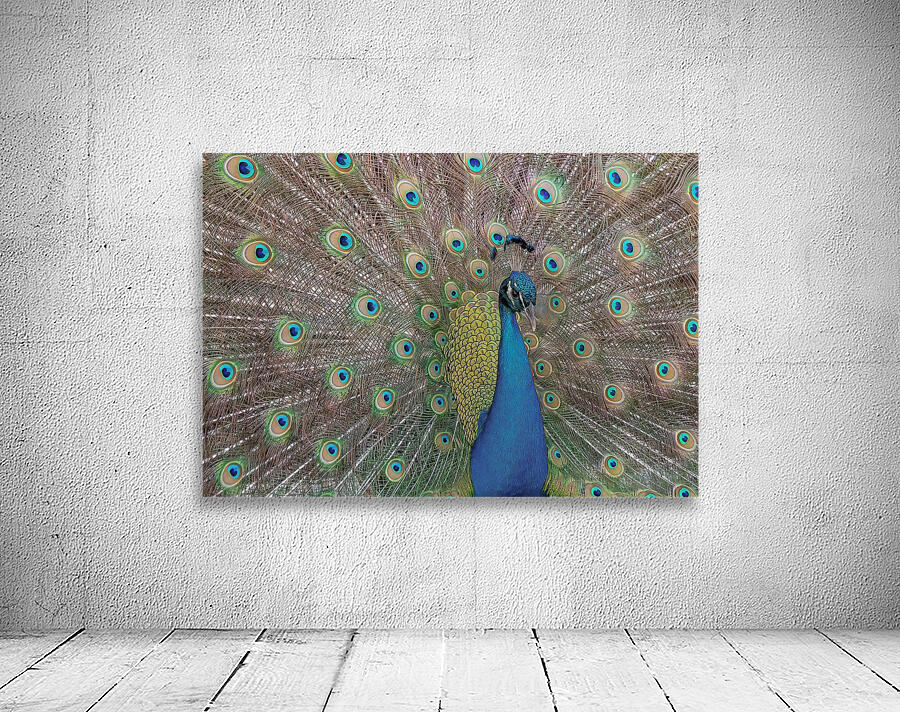 PEACOCK  Wall Preview