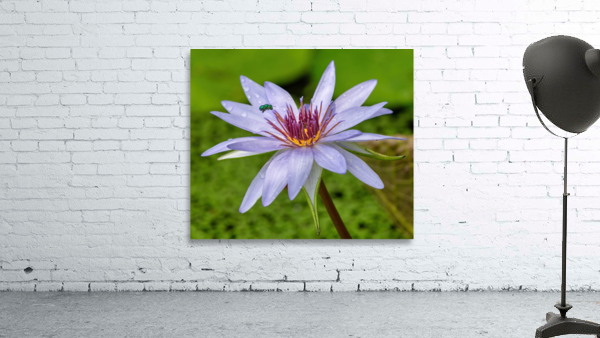    Water Lilies Wall Preview