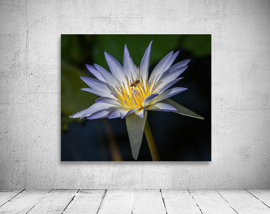  Water Lilies Wall Preview