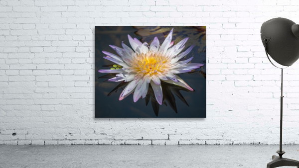   Water Lilies Wall Preview