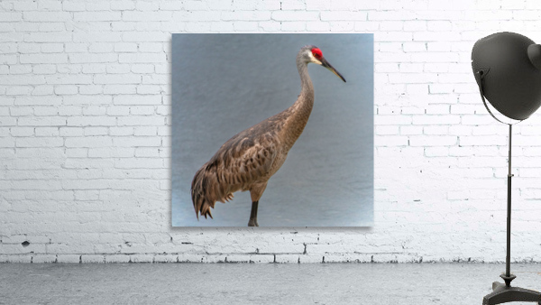   Sandhill Crane  Wall Preview