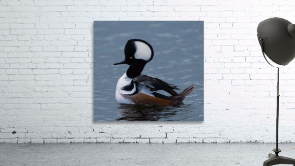 Hooded Merganser Wall Preview