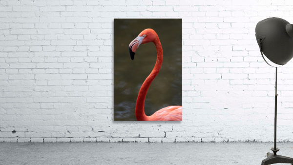 Pink Flamingo Wall Preview