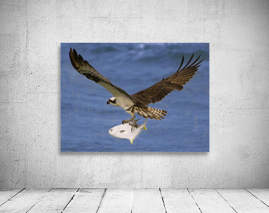 Osprey & Pompano Wall Preview