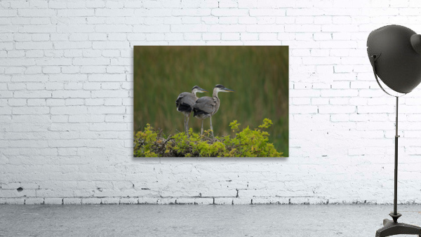 BABY  BLUE HERON VIERA Wall Preview