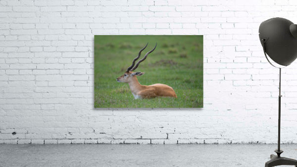  ANTILOPE Wall Preview