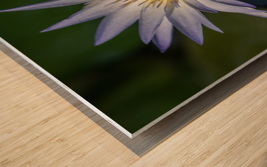  Water Lilies Wood print