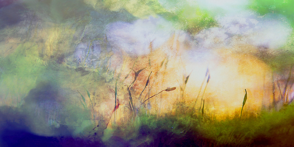 early bird Téléchargement Numérique