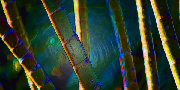 Bamboozled Téléchargement Numérique