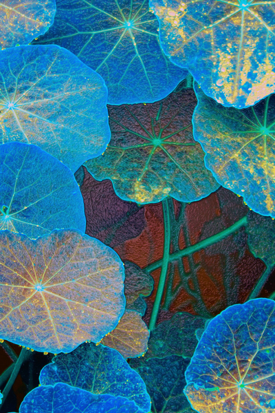 avatar star fowers Digital Download