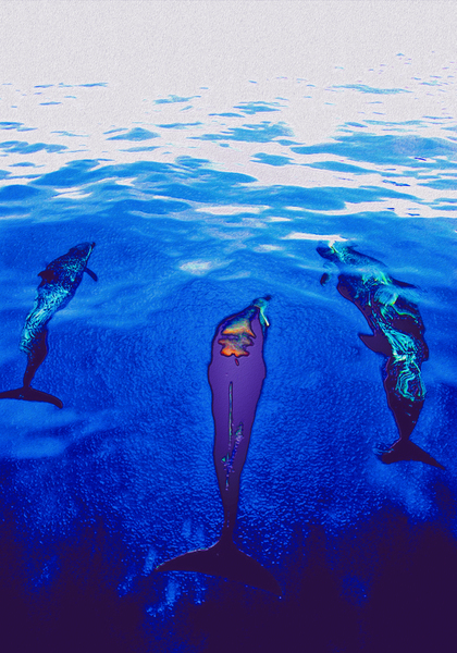 bow pod Digital Download