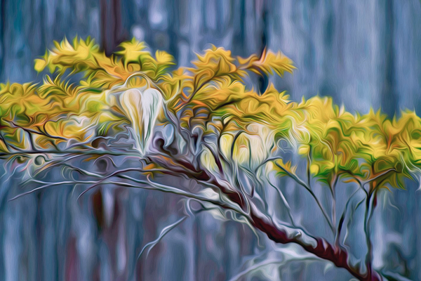 moss hawk Digital Download