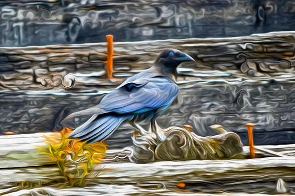 tricksters and shape shifters Digital Download