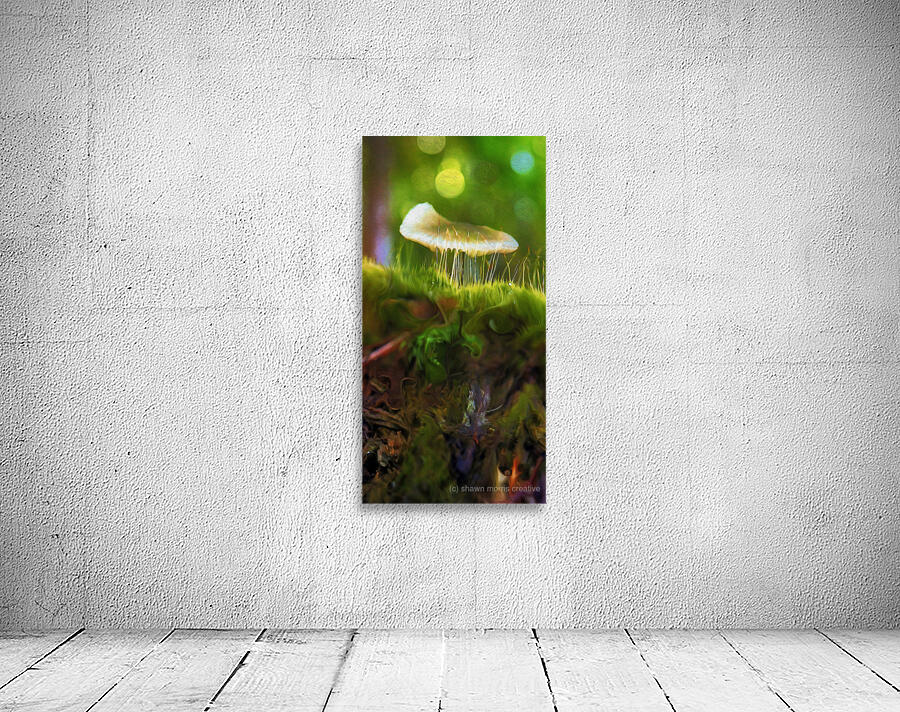 magic underfoot Wall Preview