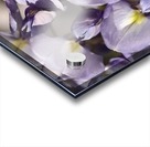 Wisteria Acrylic print