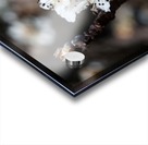 White Spring Blossom Acrylic print