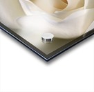 Soft White Rose Acrylic print