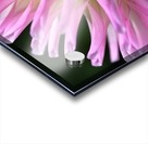 Dahlias Pink Side Acrylic print