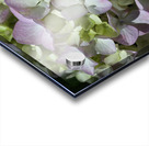 Hydrangea Flower Acrylic print