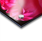 Hot Pink Rose Acrylic print