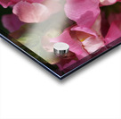 Snapdragon Pink Acrylic print