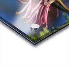 Diving Grevillea Flower Acrylic print
