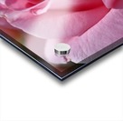 Pink Rose Acrylic print