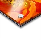 Orange Rose Acrylic print