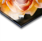 Lush Orange Rose Acrylic print