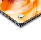 Orange Rose Eye Acrylic print