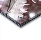 Weeping Cherry Acrylic print