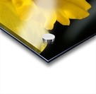 Daffodil  Acrylic print