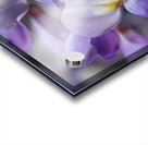 Wisteria Purples Acrylic print