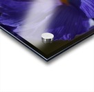 Purple Iris Lush Acrylic print