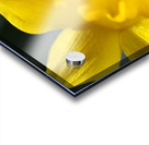 Daffodil Yellow Up Close Acrylic print