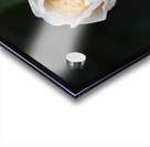 Camellia Bud Acrylic print