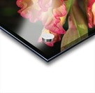 Gladiolus Display Acrylic print