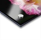 Gladiolus Seeing Double  Acrylic print