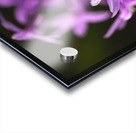 Purple Flower Ring Acrylic print