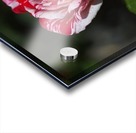 Scentimental Rose  Acrylic print