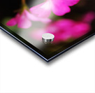 Geraniums In Pink Acrylic print