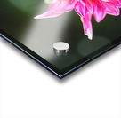 Dahlias Eye Acrylic print