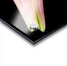 Lily Bud Long Acrylic print