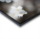 The White Blossom Acrylic print