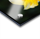 Double Daffodil Yellow Acrylic print