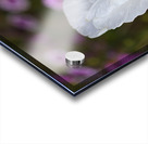 Small White Iris Flower Acrylic print